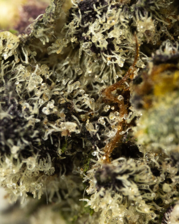 Alien Breath - Image 3