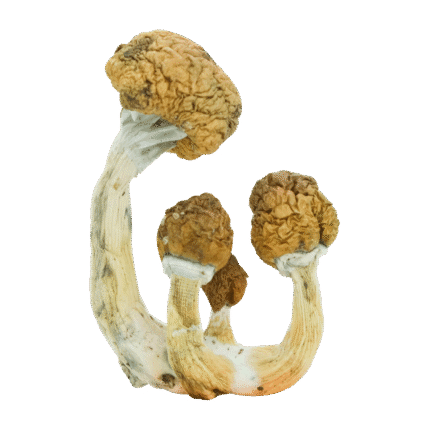 B+ - Magic Mushrooms