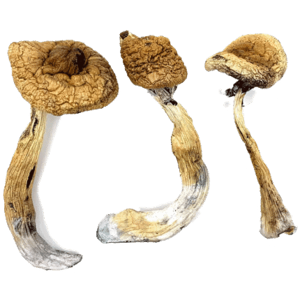 Golden Teachers - Magic Mushrooms