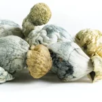 Tidal Wave - Magic Mushrooms