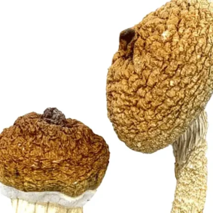 Mix Strain - Magic Mushrooms